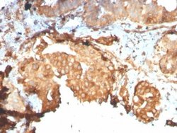 gp96/HSP90B1/GRP94 Antibody (HSP90B1/3168R) - Azide and BSA Free, Novus